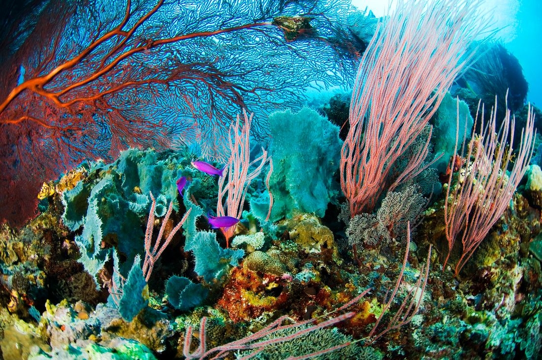 How World Ocean Day will be marked by the Pavilions of ...